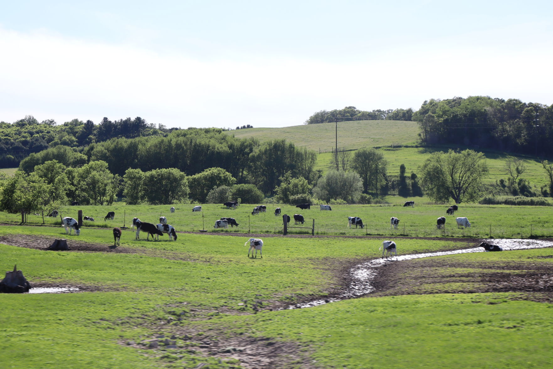 Cows